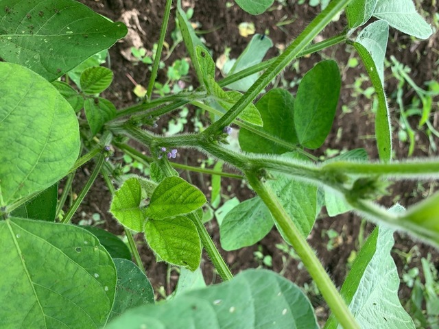 夏野菜の種取り 野菜栽培記録